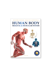 Human Body - Skeletal And Muscular System: Knowledge Encyclopedia For Children