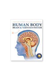 Human Body - Brain And Nervous System: Knowledge Encyclopedia For Children